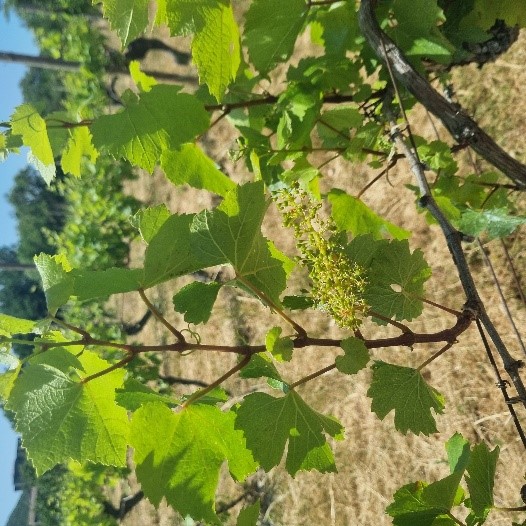 vigne en floraison