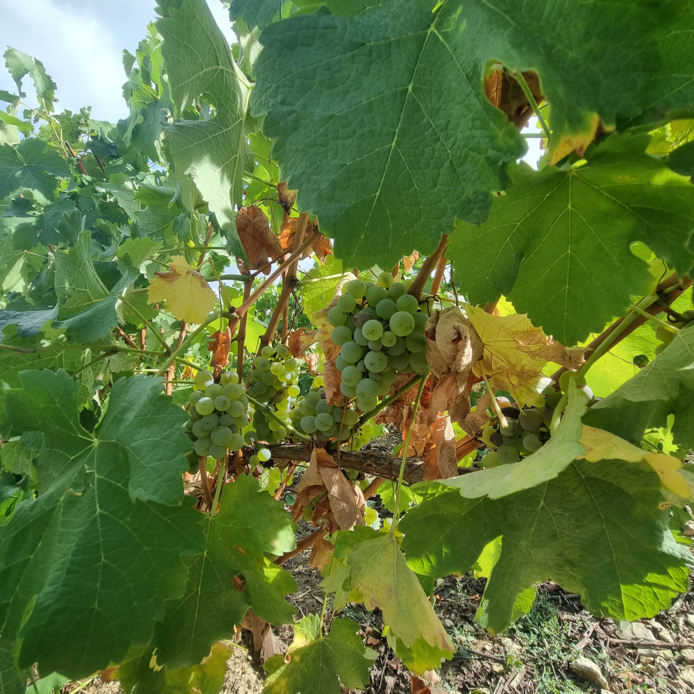 Sauvignon blanc qui attend d'être vendangé