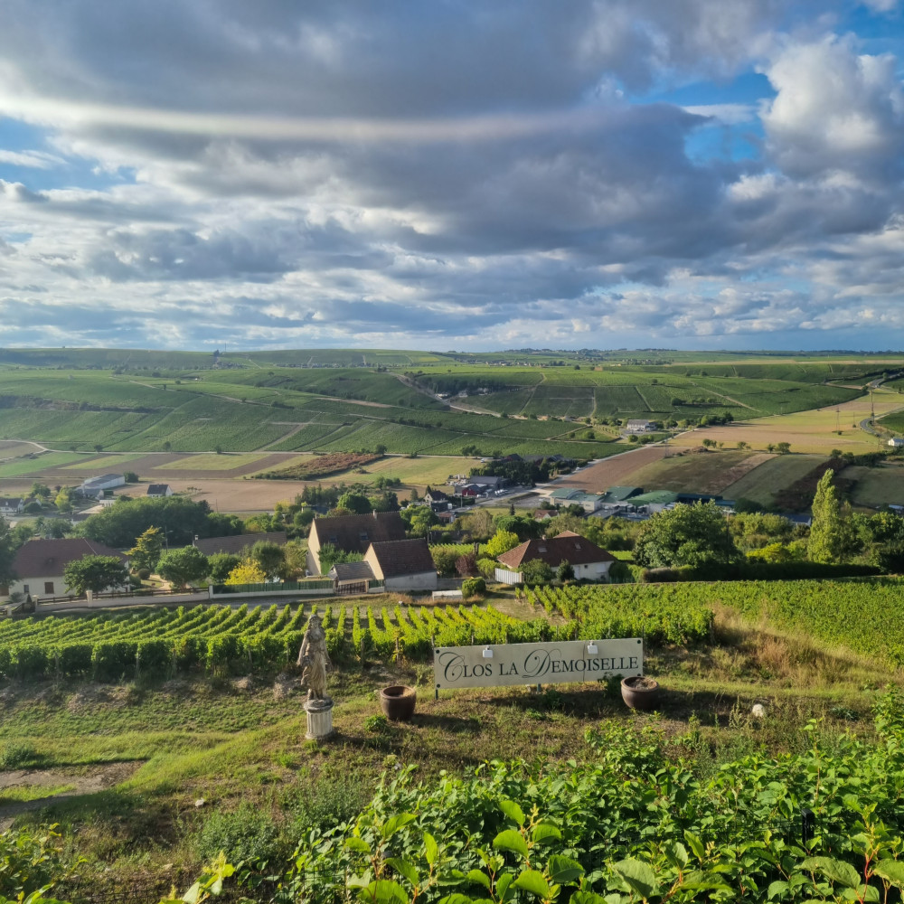 Le vignoble