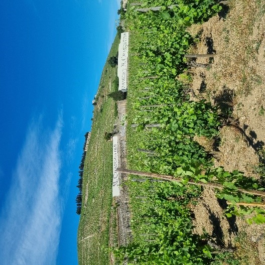 Vignoble
