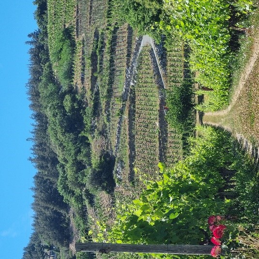 Vignoble 2